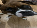 Mâle Boxer disponible pour saillie