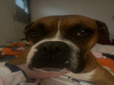 Mâle Boxer disponible pour saillie