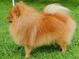 Mâle Spitz Allemand disponible pour saillie