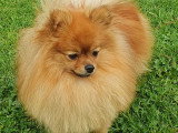 Mâle Spitz Allemand disponible pour saillie