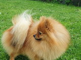 Mâle Spitz Allemand disponible pour saillie