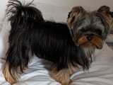 Mâle Yorkshire Terrier LOF disponible pour saillie
