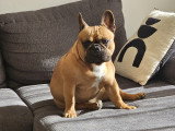 Mâle Bouledogue Français disponible pour saillie