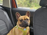 Mâle Bouledogue Français disponible pour saillie
