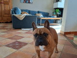 Mâle Bouledogue Français disponible pour saillie