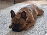 Mâle Bouledogue Français disponible pour saillie