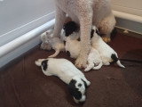 6 petits affamés