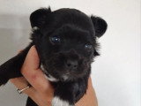 Chiot Chihuahua mâle poil long noir à réserver non LOF