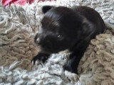 Chiot Chihuahua mâle poil long noir à réserver non LOF