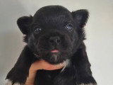 Chiot Chihuahua mâle poil long noir à réserver non LOF
