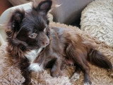Chiot Chihuahua mâle poil long noir à réserver non LOF