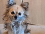 Chiot Chihuahua mâle poil long noir à réserver non LOF