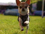 Mâle Chihuahua disponible pour saillie
