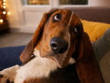 Nich, chiot Basset Hound à adopter en association
