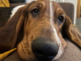 Nich, chiot Basset Hound à adopter en association