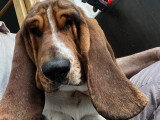 Nich, chiot Basset Hound à adopter en association
