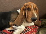Nich, chiot Basset Hound à adopter en association