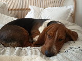 Coco, chiot Basset Hound à adopter