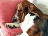 Coco, chiot Basset Hound à adopter