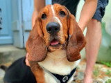 Coco, chiot Basset Hound à adopter
