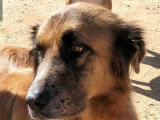 Hanna, chienne croisée Berger des Montagnes à adopter en association