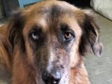 Hanna, chienne croisée Berger des Montagnes à adopter en association