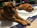 Hanna, chienne croisée Berger des Montagnes à adopter en association