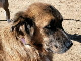 Hanna, chienne croisée Berger des Montagnes à adopter en association