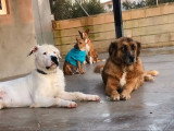 Hanna, chienne croisée Berger des Montagnes à adopter en association