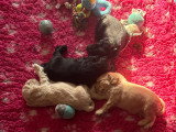 Adorables chiots Cockers Américains unicolores à vendre
