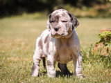 8 chiots Dogue Allemand LOF à réserver nés en mars 2026