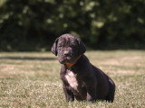 8 chiots Dogue Allemand LOF à réserver nés en mars 2026