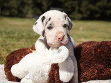 8 chiots Dogue Allemand LOF à réserver nés en mars 2026