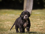 8 chiots Dogue Allemand LOF à réserver nés en mars 2026