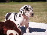 8 chiots Dogue Allemand LOF à réserver nés en mars 2026