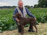 Chiots Braque Allemand à poil court à naître en mai 2026