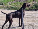 Chiots Braque Allemand à poil court à naître en mai 2026
