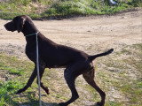 Chiots Braque Allemand à poil court à naître en mai 2026