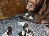 Chiots Braque Allemand à poil court à naître en mai 2026