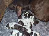 Chiots Braque Allemand à poil court à naître en mai 2026