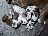 Chiots Braque Allemand à poil court à naître en mai 2026