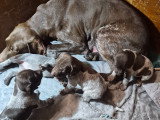 Chiots Braque Allemand à poil court à naître en mai 2026
