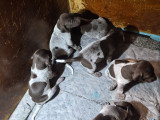 Chiots Braque Allemand à poil court à naître en mai 2026