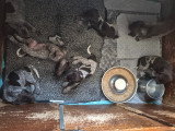 Des Chiots Braque Allemand à poil court nés le 21 mai 2026