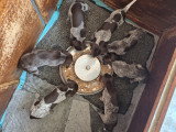 Des Chiots Braque Allemand à poil court nés le 21 mai 2026