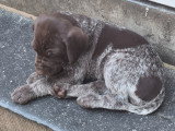Des Chiots Braque Allemand à poil court nés le 21 mai 2026