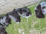 Des Chiots Braque Allemand à poil court nés le 21 mai 2026