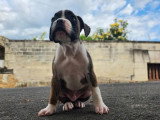 Chiot femelle Boxer non LOF né février 2026 à vendre