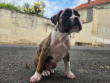 Chiot femelle Boxer non LOF né février 2026 à vendre