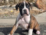 Chiot femelle Boxer non LOF né février 2026 à vendre